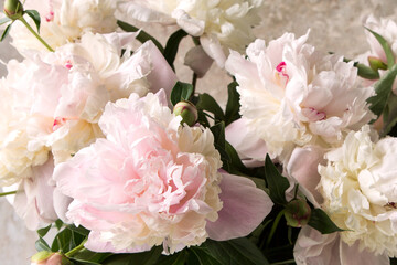 delicate creamy pink peonies close-up