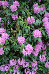 Obraz premium Flowering rhododendron in Tallinn, Estonia