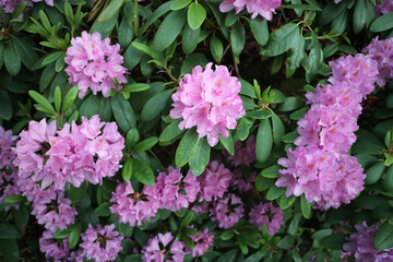Flowering rhododendron in Tallinn, Estonia