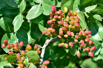 photo of fresh pistachios on a tree