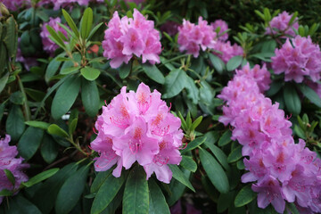 Flowering rhododendron in Tallinn, Estonia