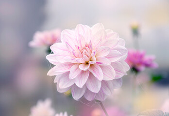Pink dahlia flower, autumn flora delicate real flower, seasonal plant