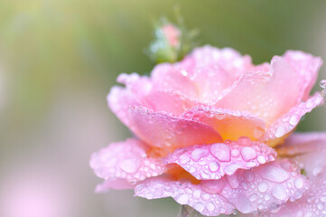 beautiful pink rose with some raindrops on petals. Romantic picture for a greetingcard or a phone wallpaper