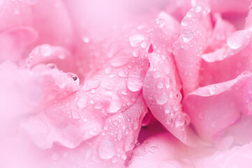 beautiful pink rose with some raindrops on petals. Romantic picture for a greetingcard or a phone wallpaper