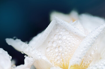 beautiful white rose with some raindrops on petals. Romantic picture for a greetingcard or a phone wallpaper