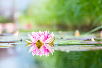 Lotus flower in a pond. Idea of tranquility and calm. Sacred flower in buddismus, meditation