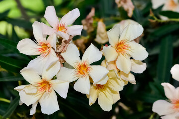 colorful wild plants and flowers. oleander tree flowers of various colors.