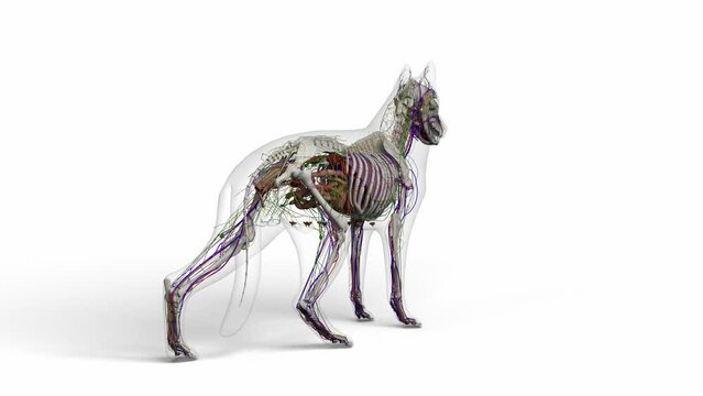 3D illustration of dog anatomy rotation with transparent body in clean white background