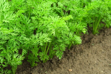 young green organic carrots growing in the garden on a vegetable farm