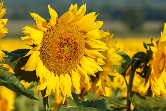 sunflowers in the field