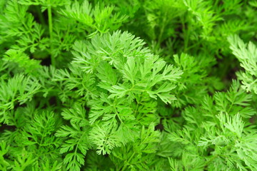 young green organic carrots growing in the garden on a vegetable farm