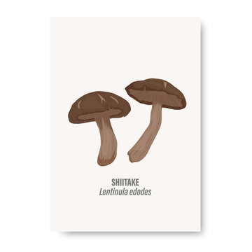 Vector Shiitake Mushroom Isolated on White. Card with Hand Drawn Cartoon Shiitake Mushrooms. Design Template, Clipart. Lentinula Edodes. Mushroom Set