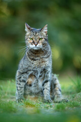 Naklejka na ściany i meble grey tabby cat sits on green grass