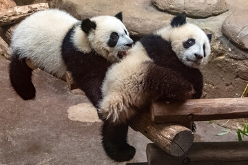 Fototapeta premium Giant pandas, bear pandas, two ten months babies playing together 