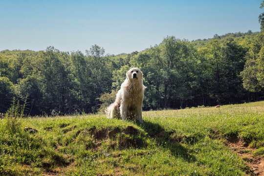 Chien de berger "Patou" qui garde son troupeau de moutons.