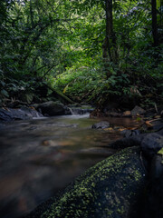 Obraz premium The river in the forest