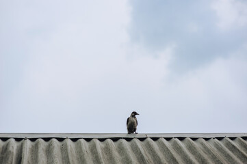 A lone gray crow sits on the roof of a house against the sky.