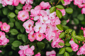 Beautiful flowers of pink roses, Angela bloom in the garden. Close-up photography of nature.