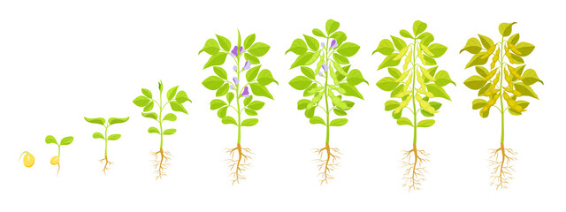 Soybean growth. Vector illustration of phases of seed germination and appearance of sprout.