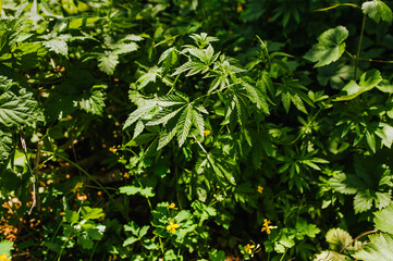 Green hemp grows in the garden. Photography of nature.