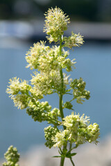 Gelbe Wiesenraute (Thalictrum flavum), blühend