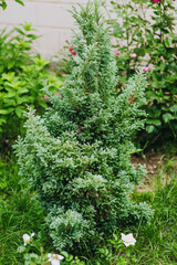 Tree, green bush Juniper Chamaecyparis pisifera Boulevard.