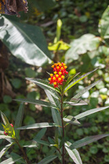 Tomas Macro de una flor veranea desde Selva Negra, Matagalpa, Nicaragua
