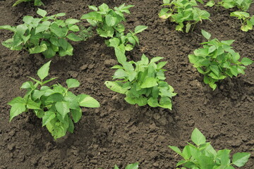 young green bushes of organic beans grow in the garden at a vegetable farm
