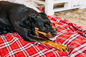 A beautiful large black dog of the Rottweiler breed lies on a red checkered rug with an open mouth...