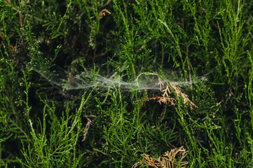 Spider web close-up on a green thuja. Photography of nature.