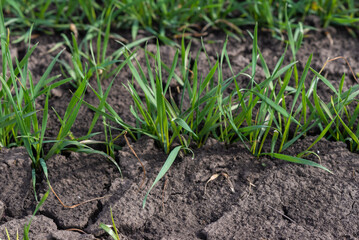 Cracked earth soil as a texture background. Top view.