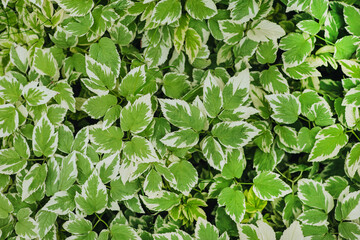 Leaves of ornamental green Aegopodium close-up in the garden. Photography of nature.