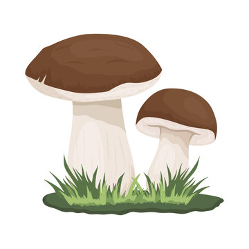 Vector Bolete Mushroom Isolated on White. Hand Drawn Cartoon Bolete, Porcini Mushrooms. Design Template, Clipart. Leccinum Scabrum, Penny Bun. Mushroom Couple