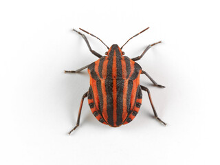 European Striped Shield Bug. Graphosoma italicum.