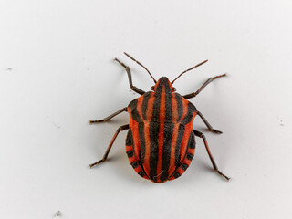 European Striped Shield Bug. Graphosoma italicum.