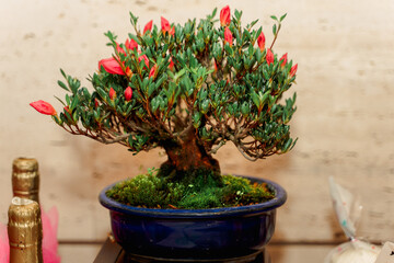 Little bonsai