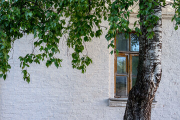 White birch trunk in front of the window of the house. Green birch leaves on the background of a white wall of a house with one window. The brick wall is painted white.