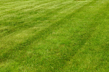 Fototapeta na wymiar Perfectly and freshly mowed garden lawn in summer. Close-up view of green grass, natural background texture. Trimmed grass, field.