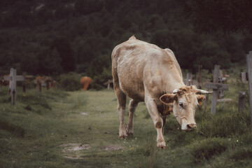 White cow grazing in a meadow with wooden crosses and a forest in the background