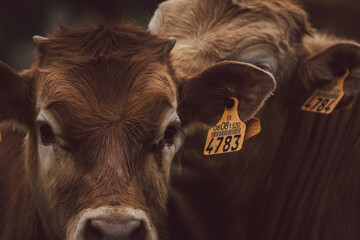 Brown calf with an identification tag in its ear with the number 4783 and a cow behind it with a...
