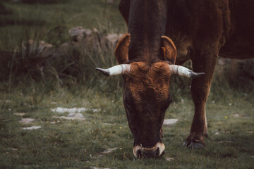 Detail of a brown cow with horns grazing in a meadow