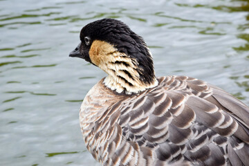 Nene Goose 02