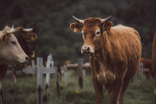 Brown cow with horns in a meadow with wooden crosses and other cows