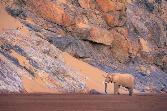 elephant in the desert