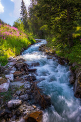 Mountain river flowing in a deep green forrest.