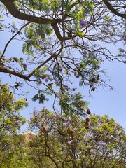 Fototapeta premium Ramas de árbol 