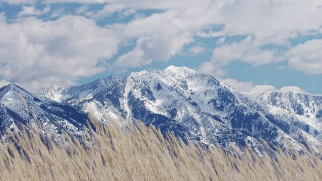Snow capped mountains past grass reeds blowing in the wind with blue sky and white clouds.