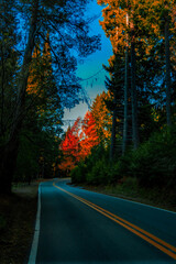 camino por el bosque