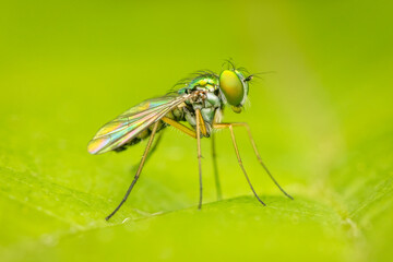 Tiny long legged fly resting on a green blurred background