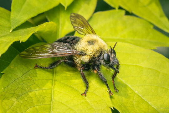 Big robber fly that looks like a bumble bee